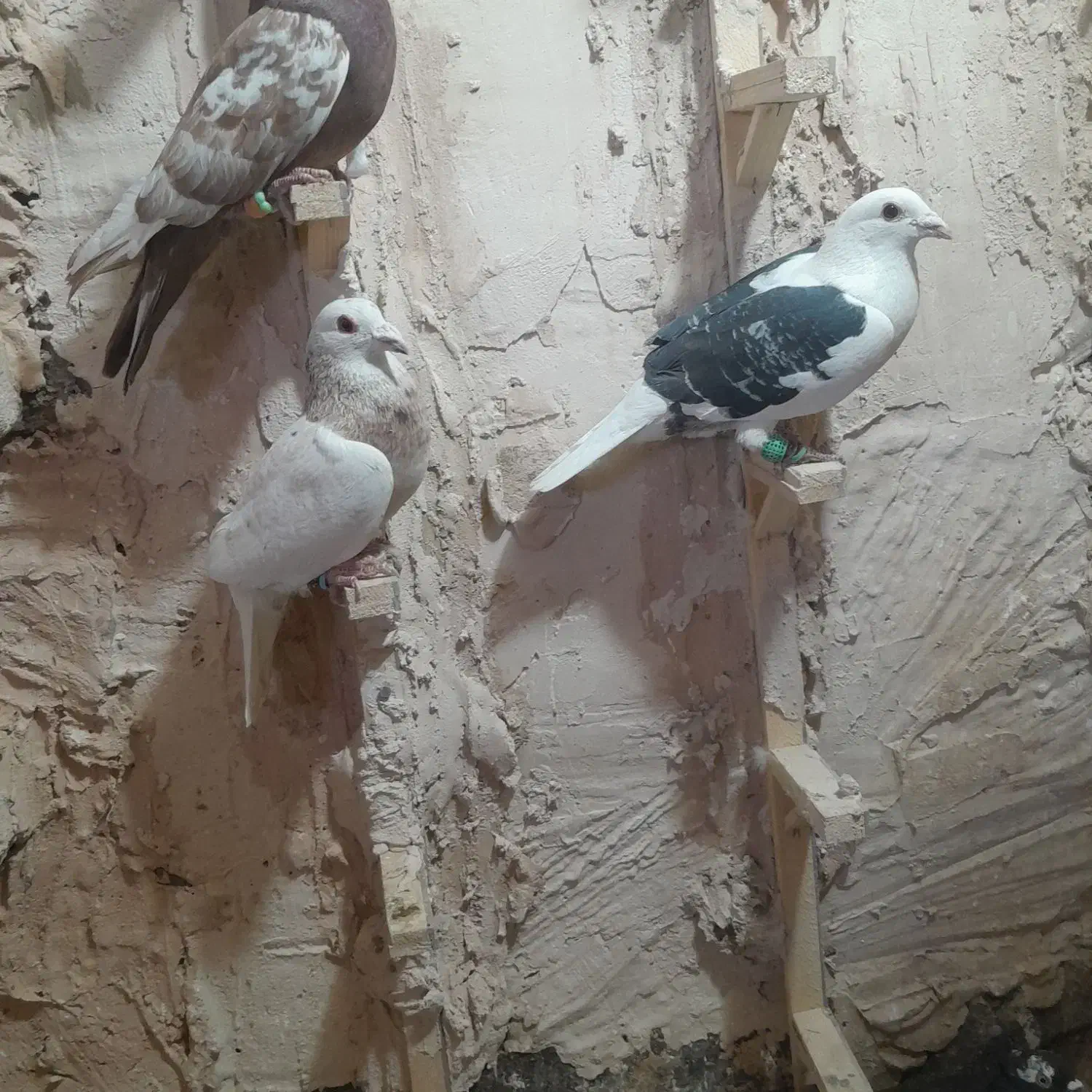 کبوتر پرشی|پرنده|نیشابور, دربقاضی|دیوار