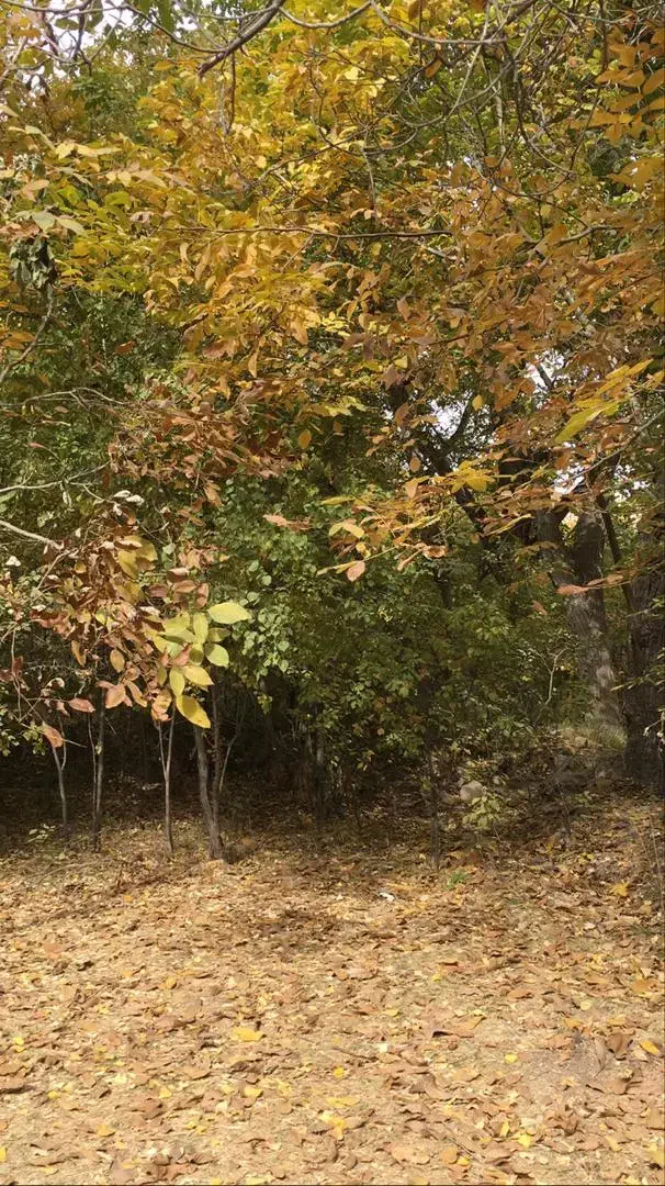 زمین ساخت ۴۵۰ متر روستای مشهدالکوبه|فروش زمین و ملک کلنگی|ساروق, |دیوار