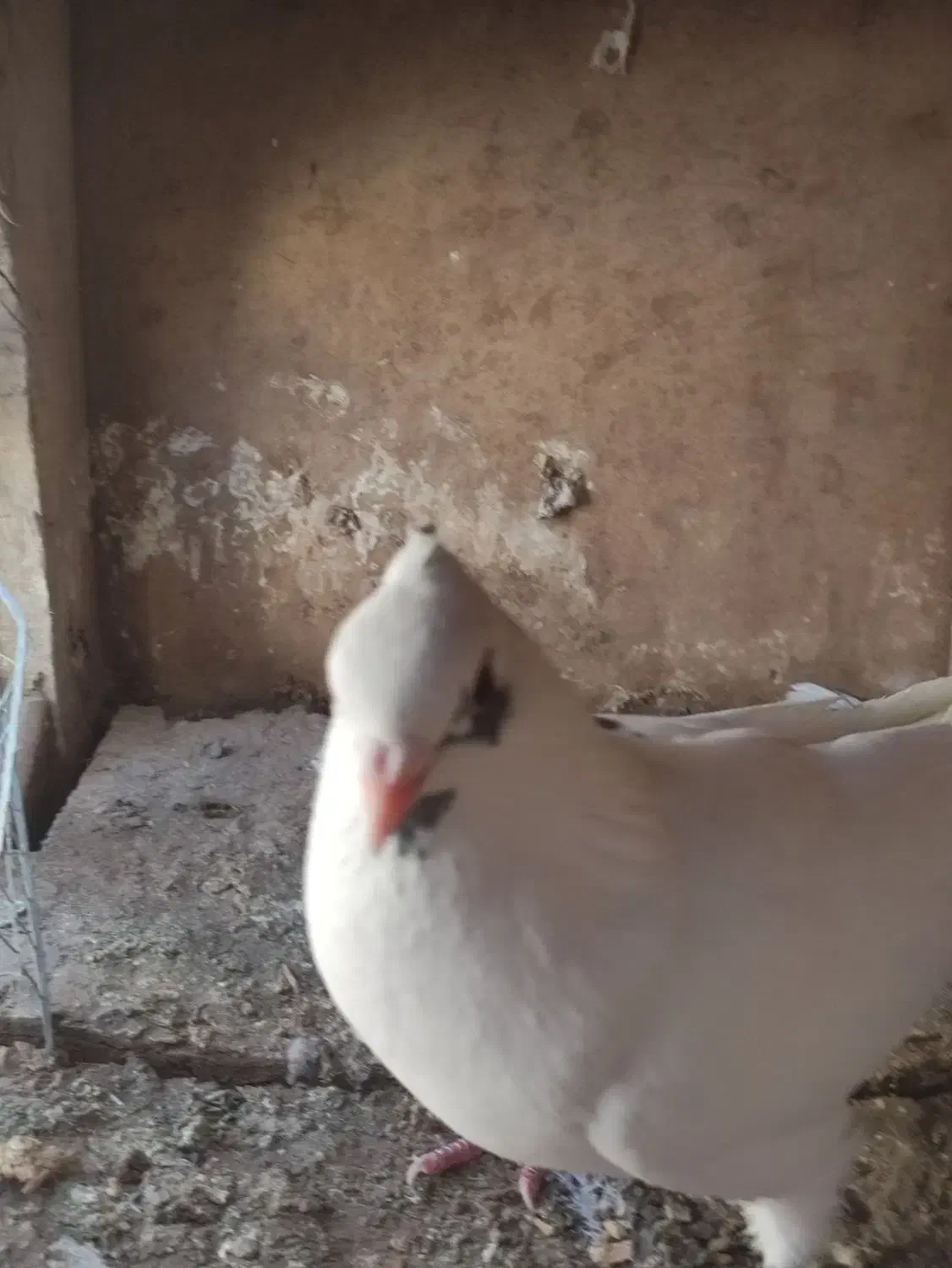 کفتر|پرنده|آران و بیدگل, |دیوار