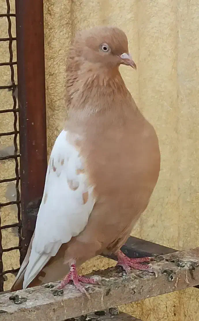 کبوتر ماده سینه زرد جون|پرنده|شیراز, سعدیه جنوبی|دیوار