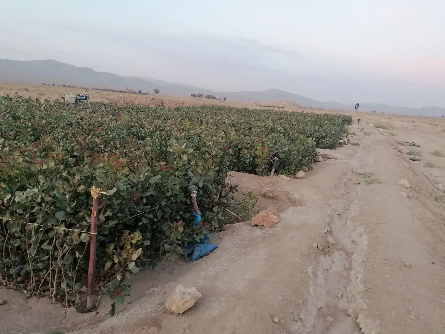 فروش نهال پسته|خدمات باغبانی و درختکاری|حنا, |دیوار