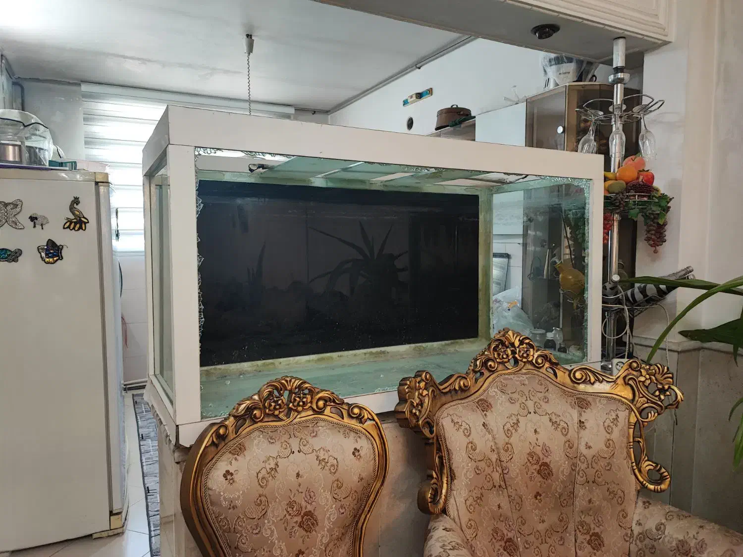 آکواریوم.|ماهی|قوچان, |دیوار