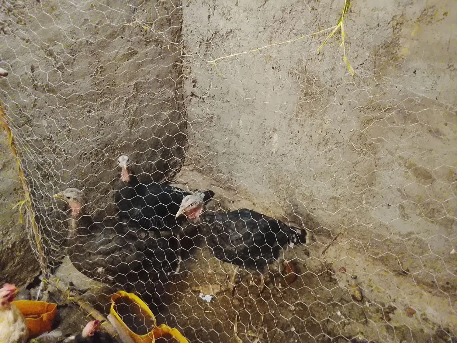 بوقلمون فروشی|حیوانات مزرعه|بم, |دیوار