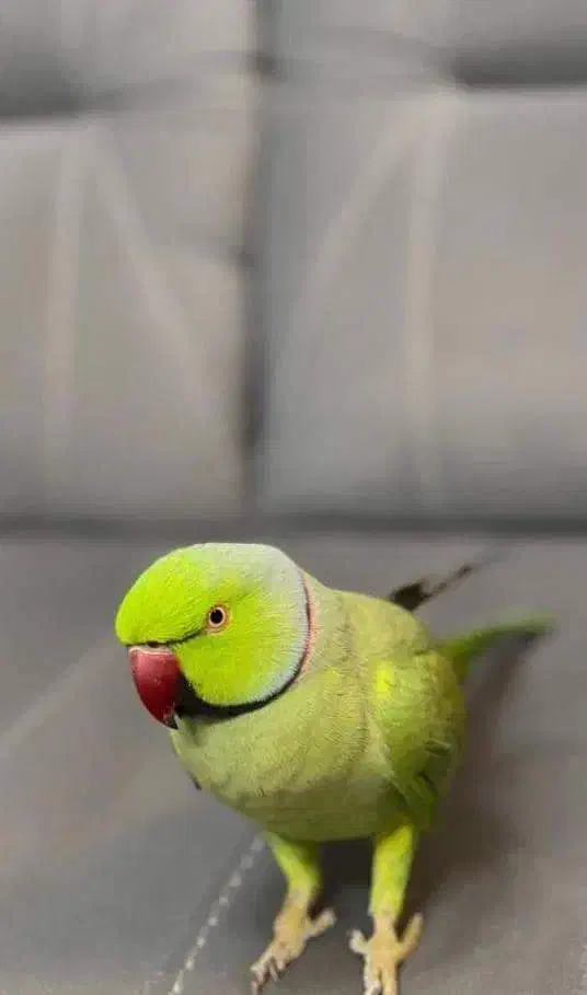 طوطی ملنگو نر جوان سخنگو|پرنده|رامسر, |دیوار