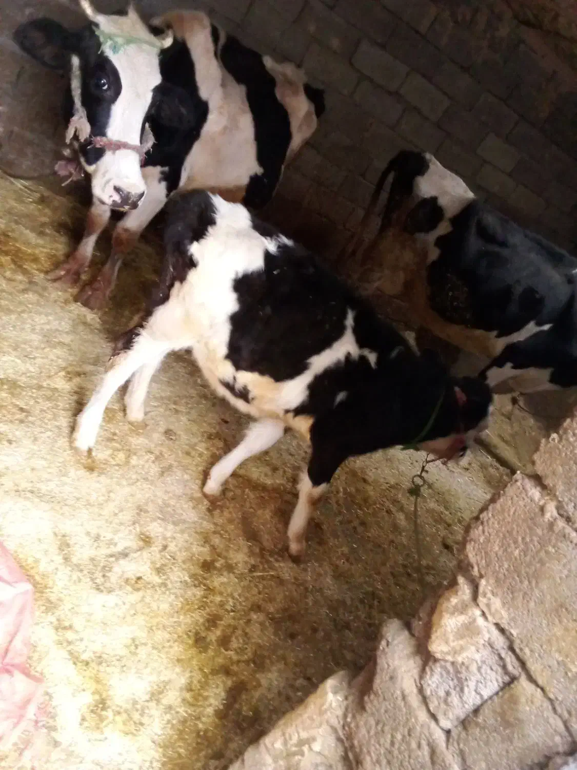 گوساله ماده|حیوانات مزرعه|الشتر, |دیوار