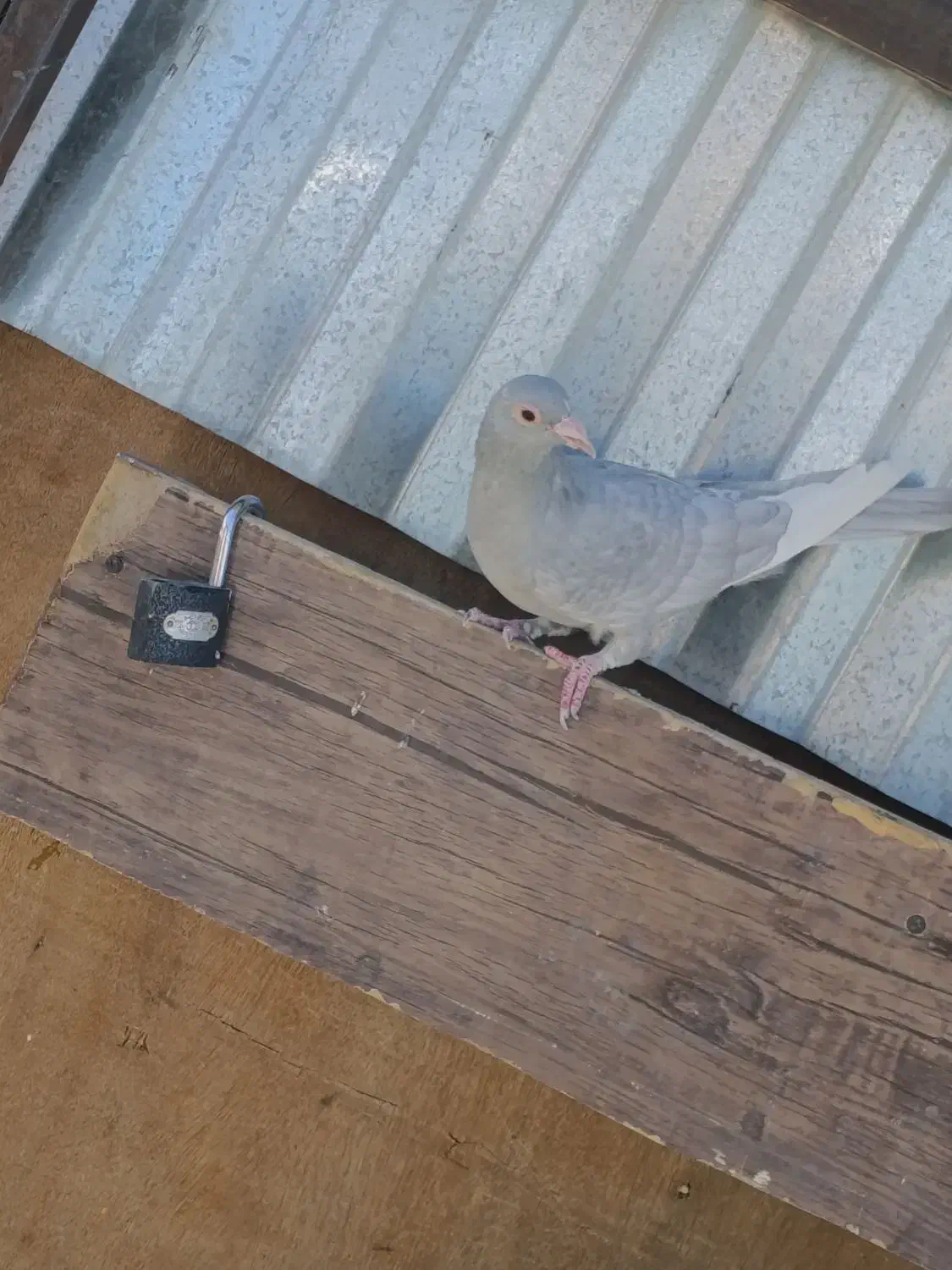 نقره ای پلنگ|پرنده|کرمان, |دیوار