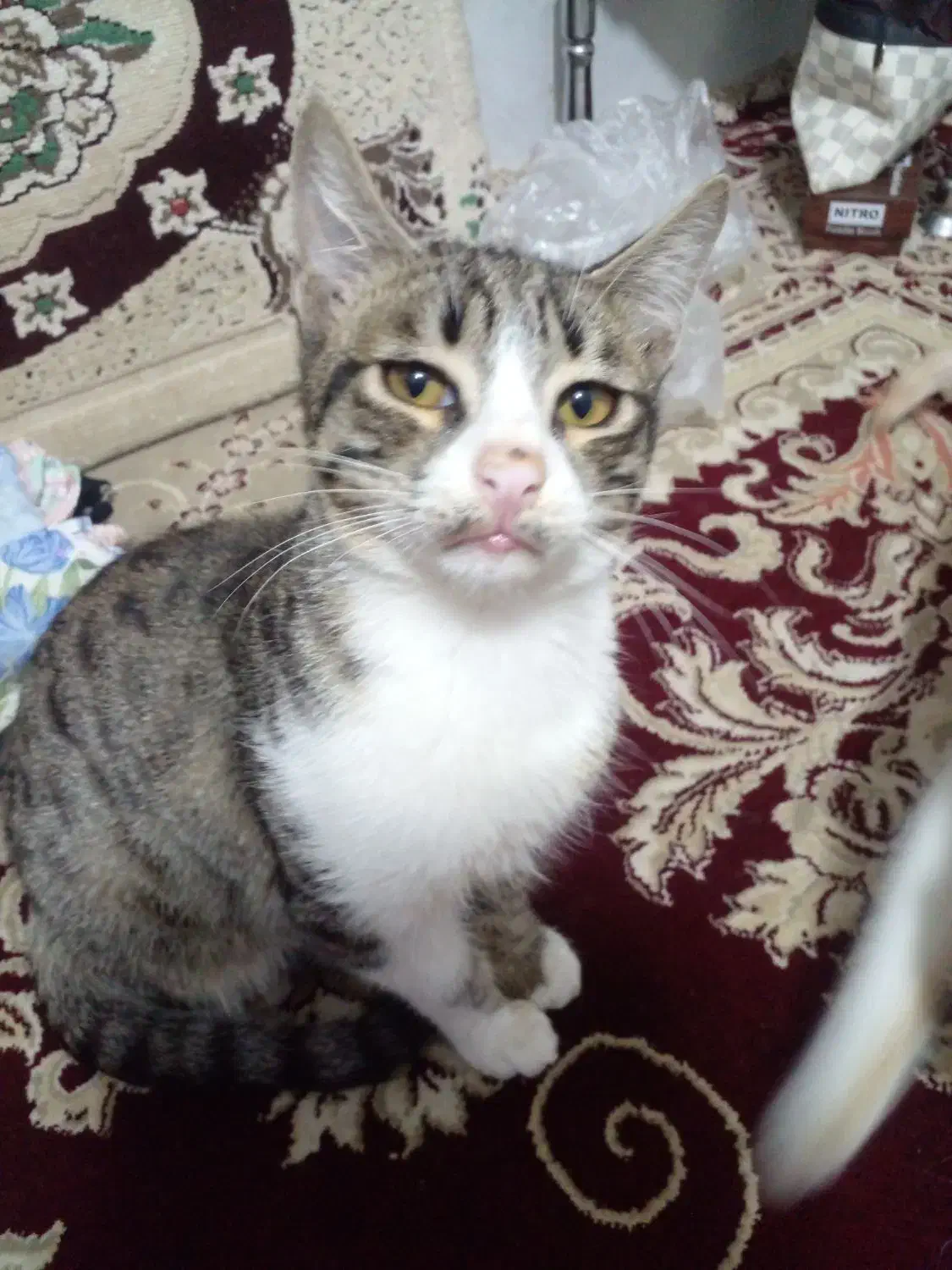 گربه خانگی|گربه|سبزوار, قصبه غربی|دیوار