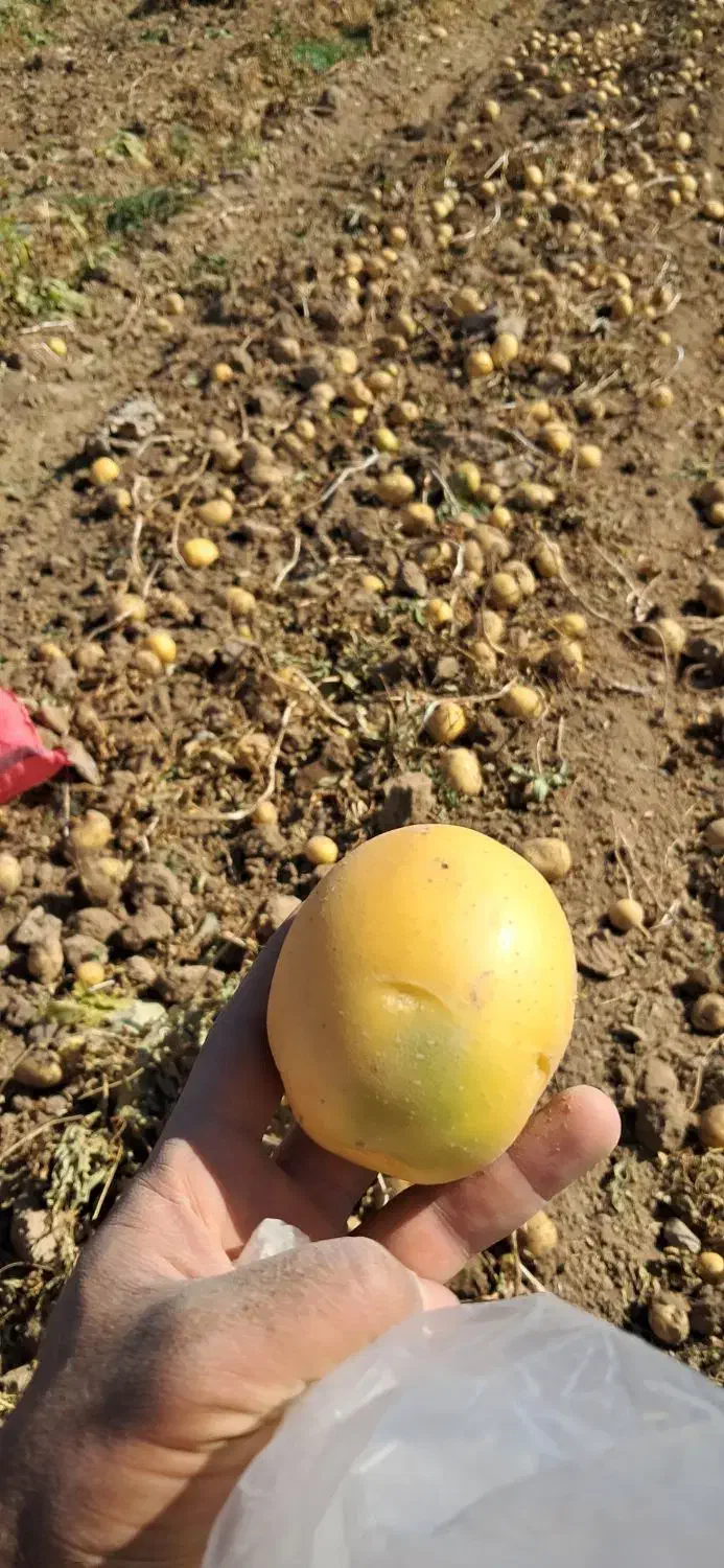 سیب کلمبا ۱۴۰۲ ب شرط|عمده‌فروشی|داران, |دیوار