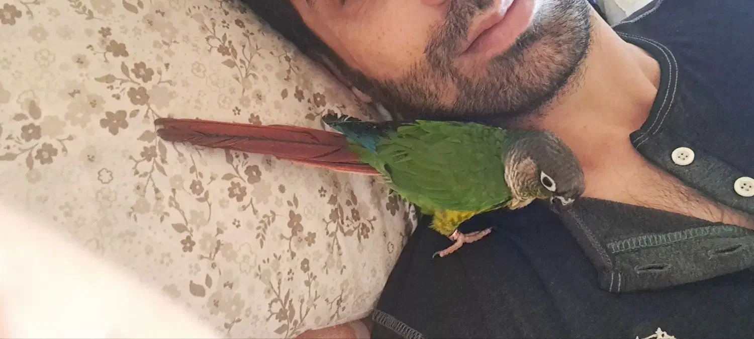 گرینچیک، حلقه پا، سخنگو و نر|پرنده|تبریز, |دیوار