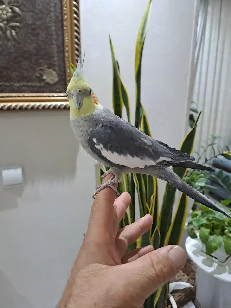 یه جفت عروس هلندی خوشگل و بازیگوش|پرنده|اصفهان, مهدی آباد|دیوار