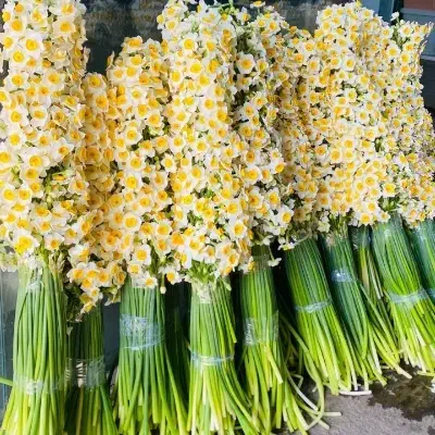 فروش گل طبیعی ارگانیک تازه(فعلاًنرگس شیراز موجود)|گل و گیاه طبیعی|ایرانشهر, |دیوار