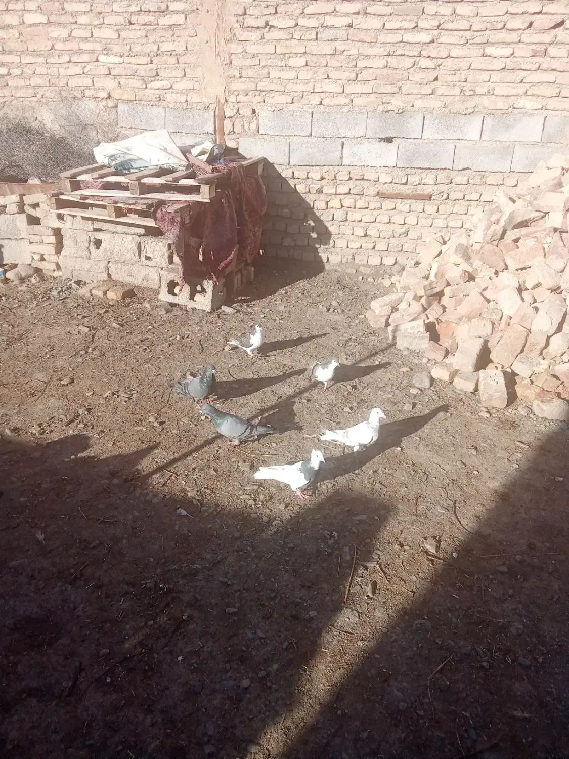 کفتر|پرنده|نیشابور, مازول|دیوار