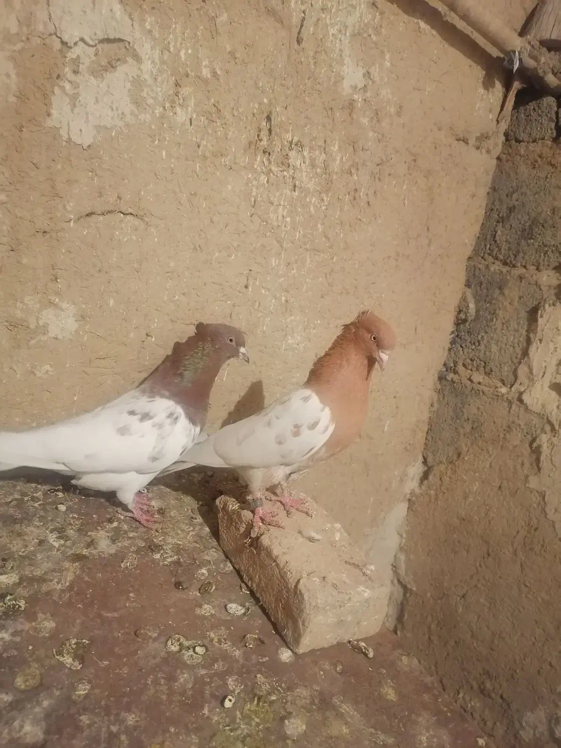 یک جفت ساری وقرمز باش|پرنده|بستان آباد, |دیوار