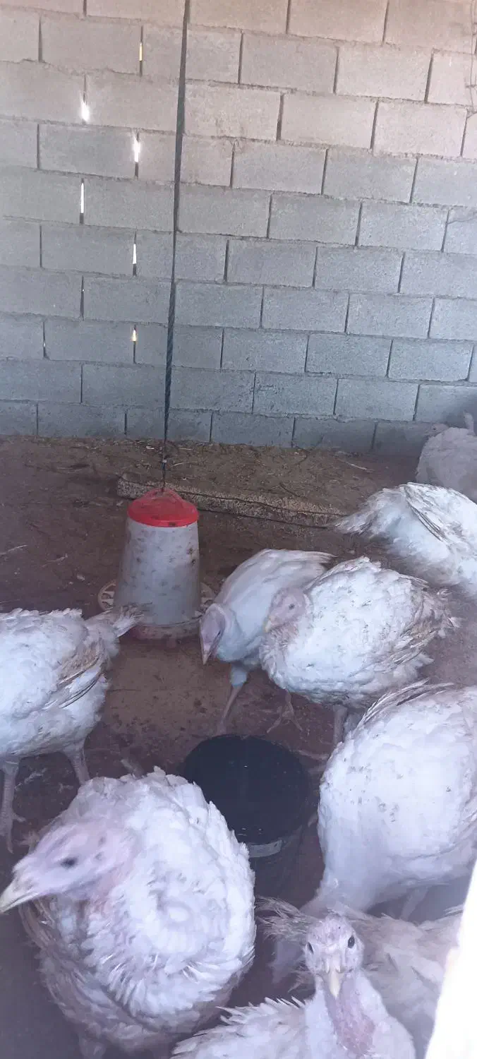 بوقلمون گوشتی بیوتی|حیوانات مزرعه|گمیشان, |دیوار