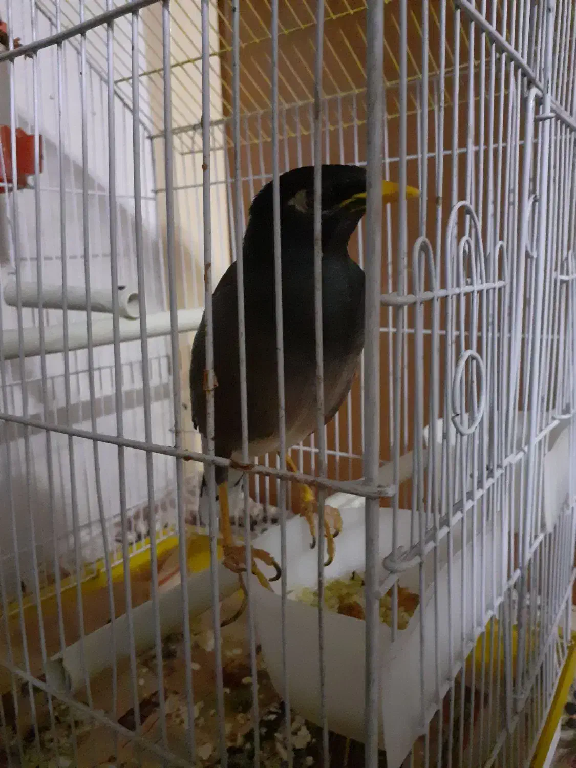 مینا رام سخنگو ۱۰ کلمه|پرنده|محمدیه-قزوین, |دیوار