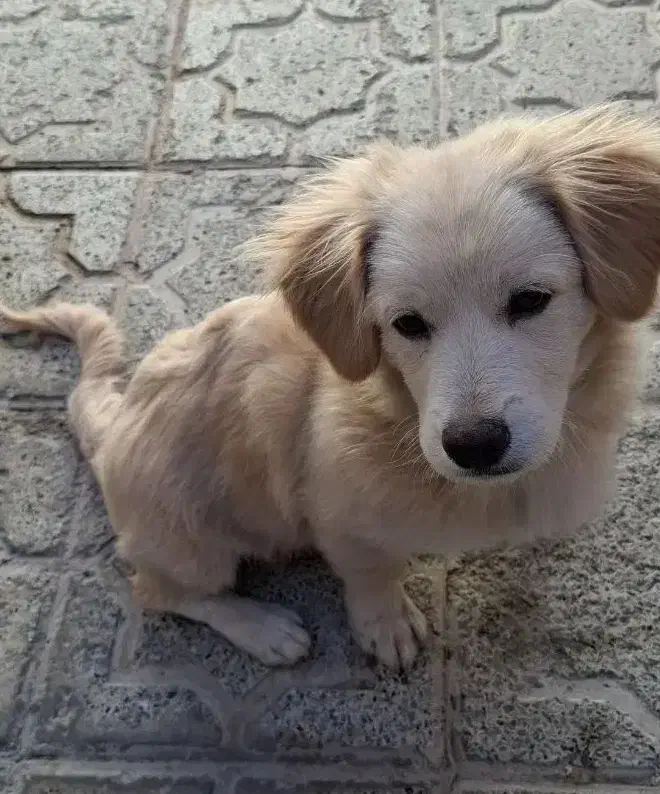 واگذاری سگ اشپیتز گوش افتاده|سگ|کرمانشاه, |دیوار