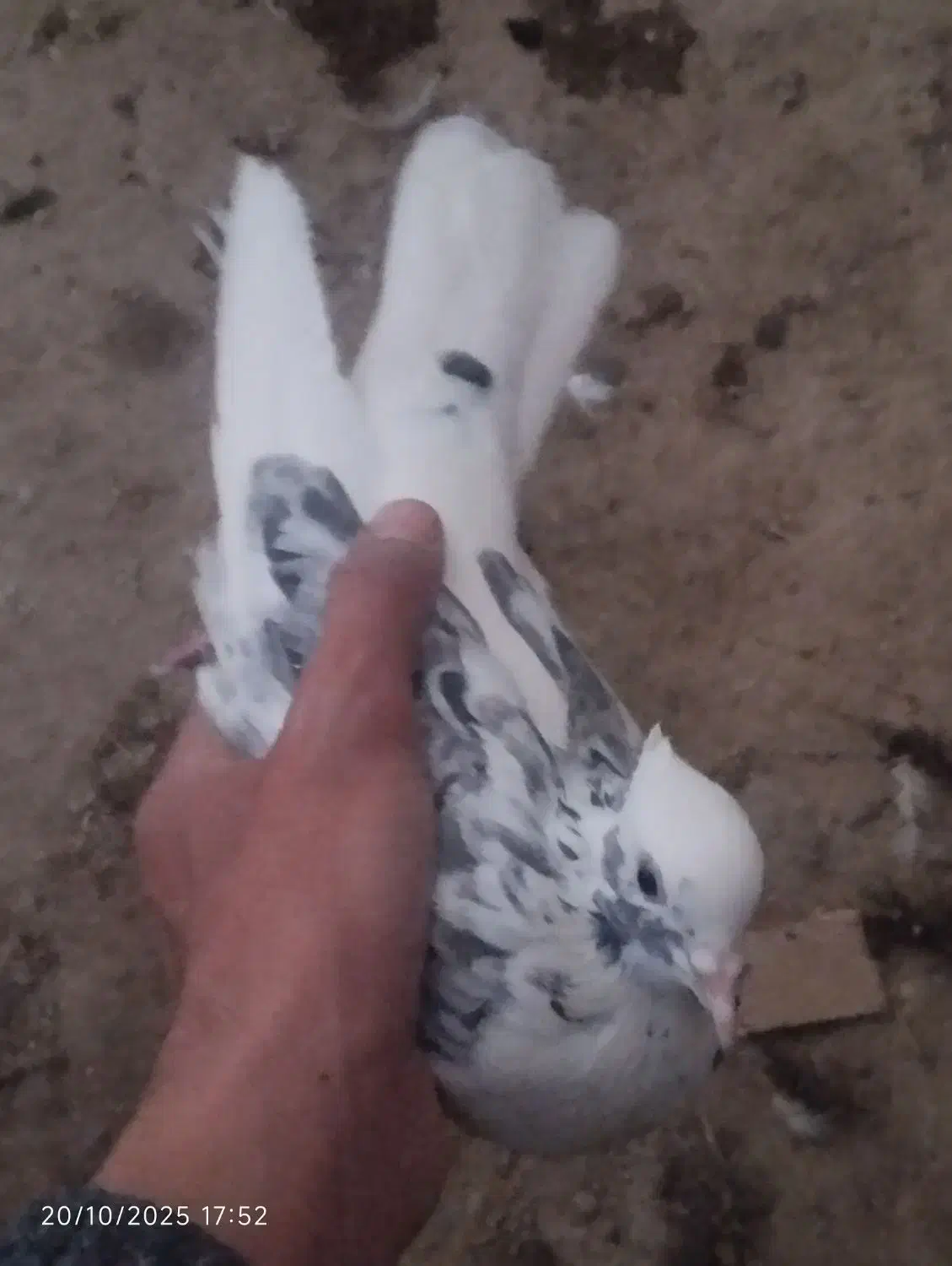 دوتا کبوتر غریب شرطی|پرنده|سقز, |دیوار