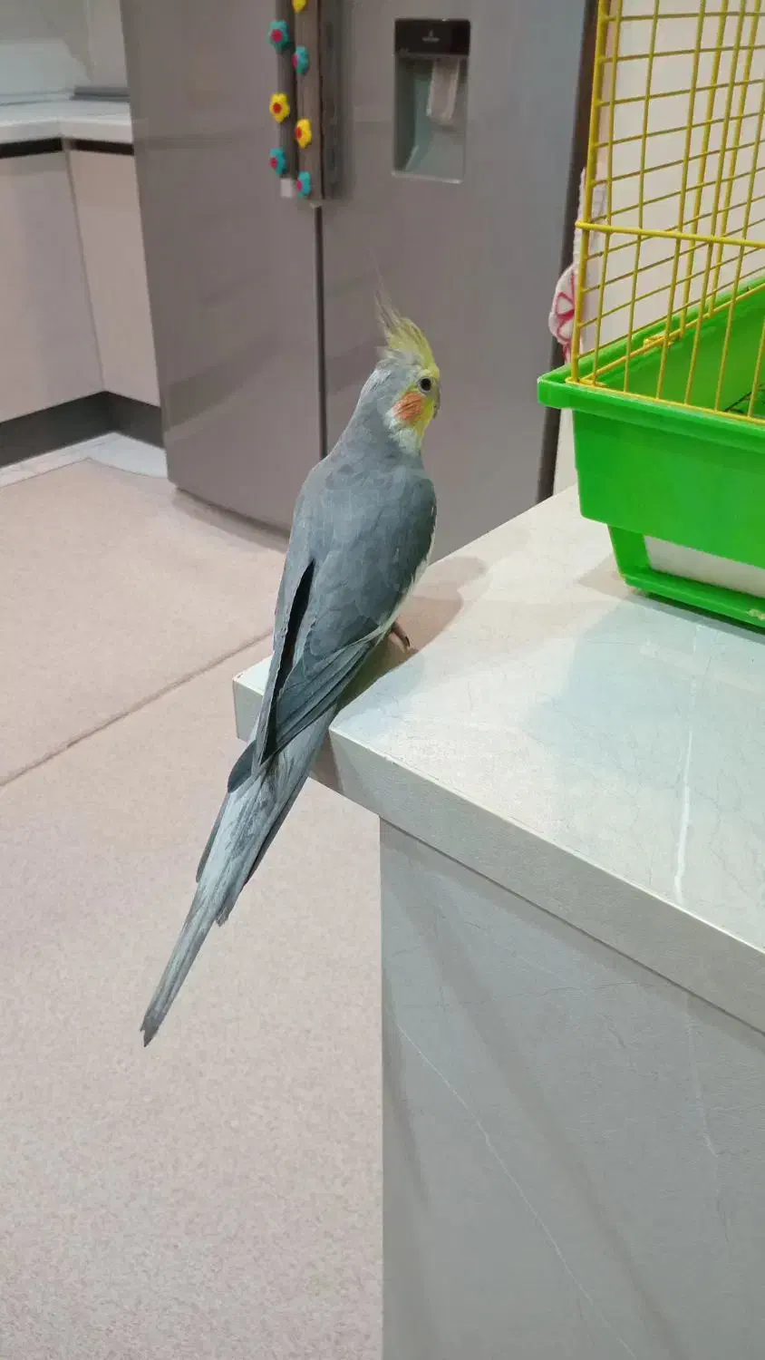 عروس هلندی|پرنده|آبیک, |دیوار