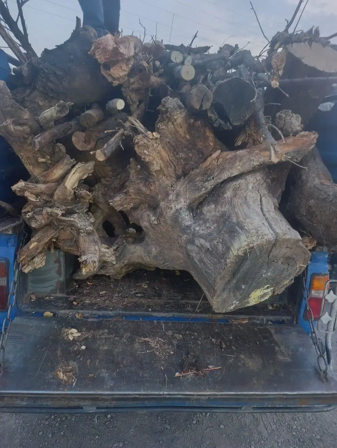 خرید انواع چوب ترو خشک سقفی ذغالی|خدمات باغبانی و درختکاری|خانمیرزا, |دیوار