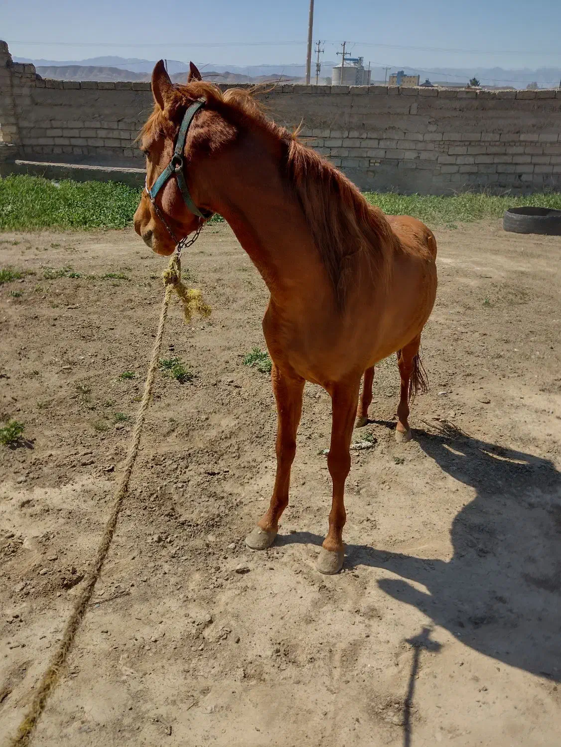 اسب یورقه|اسب و تجهیزات اسبسواری|درگز, |دیوار