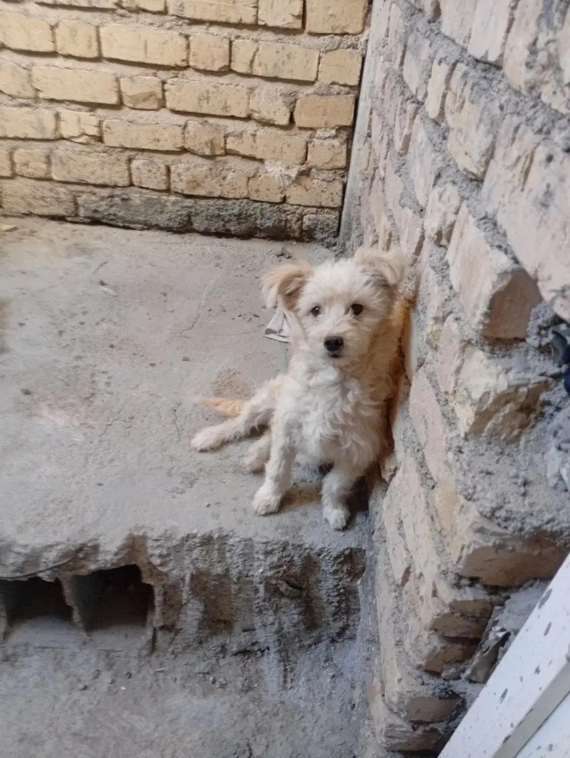 باپرنده عوض میکنم|سگ|فیروزآباد (فارس), |دیوار