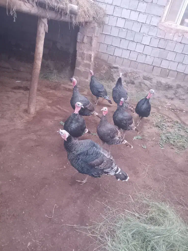 بوقلمون|حیوانات مزرعه|قره ضیاالدین, |دیوار