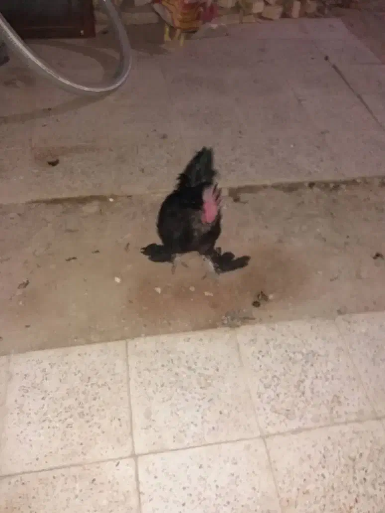 خروس سیاه مرندی|حیوانات مزرعه|خمینی‌شهر, |دیوار