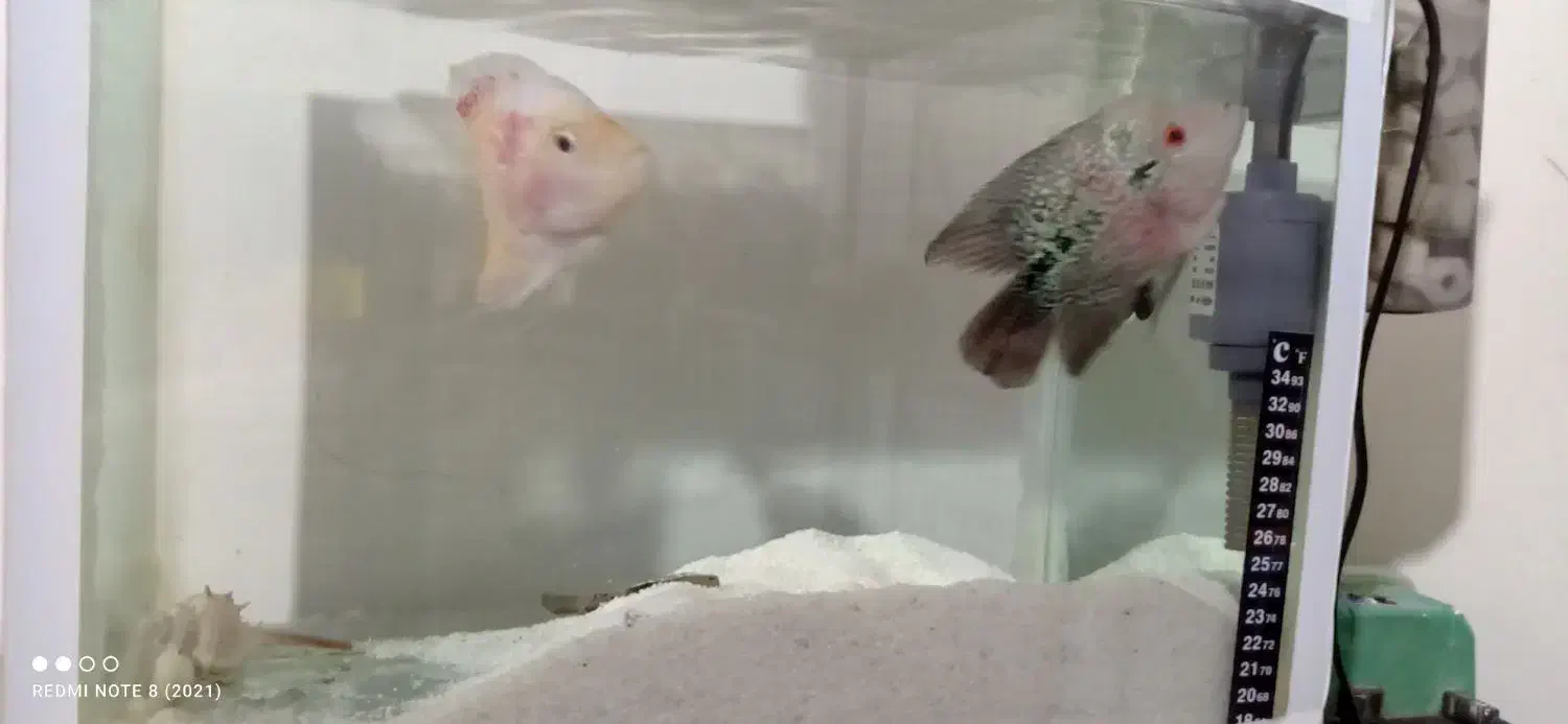 دو عدد ماهی مولد سالم فلاور باکس|ماهی|ماهدشت, |دیوار