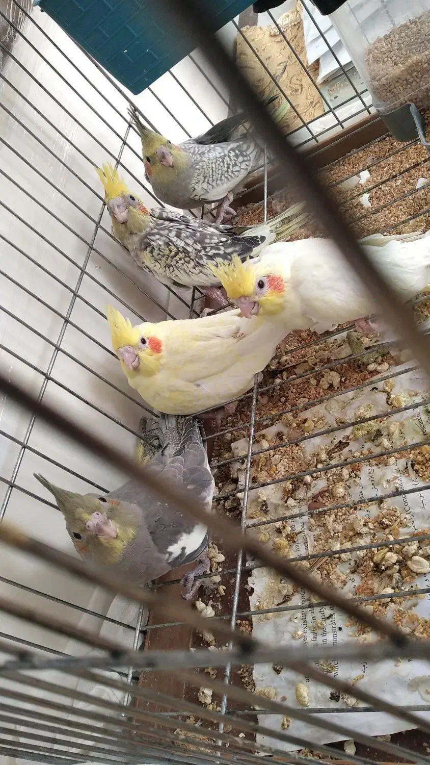 جوجه عروس هلندی مناسب برای اهلی کردن|پرنده|بناب, |دیوار