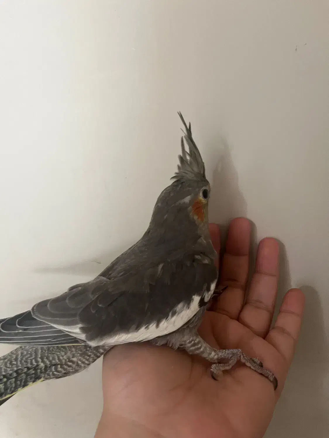 هلندی|پرنده|یزد, |دیوار