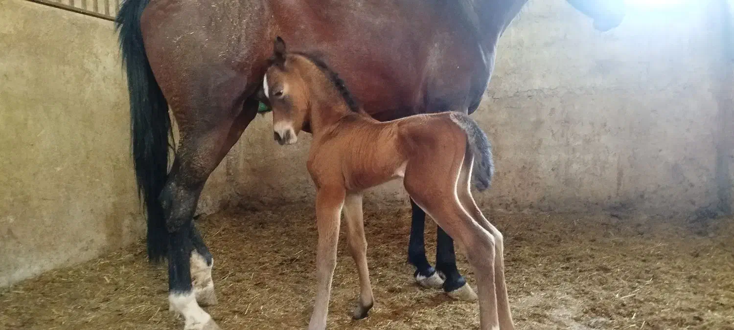 اسب مادیان نریان و کره|اسب و تجهیزات اسبسواری|شیراز, شهرک فرزانگان|دیوار