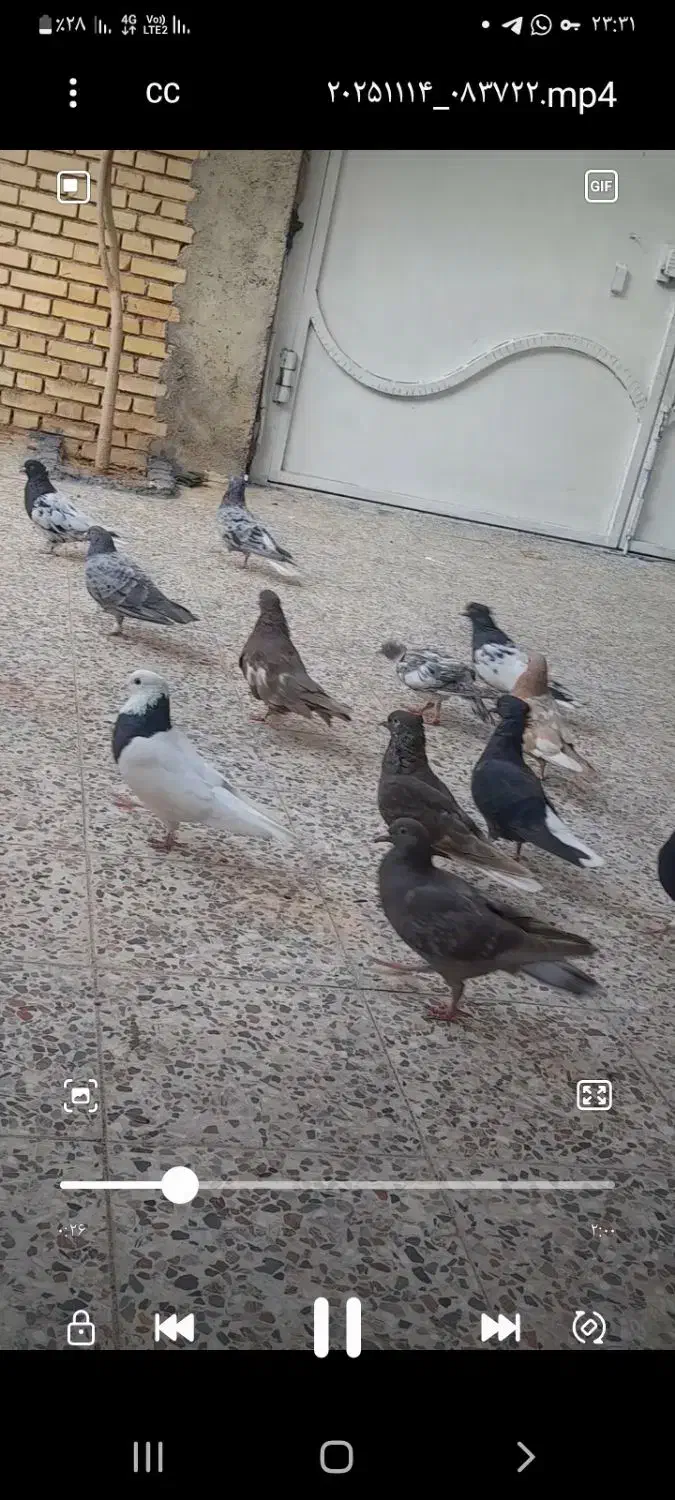 کبوتر|پرنده|گتوند, |دیوار