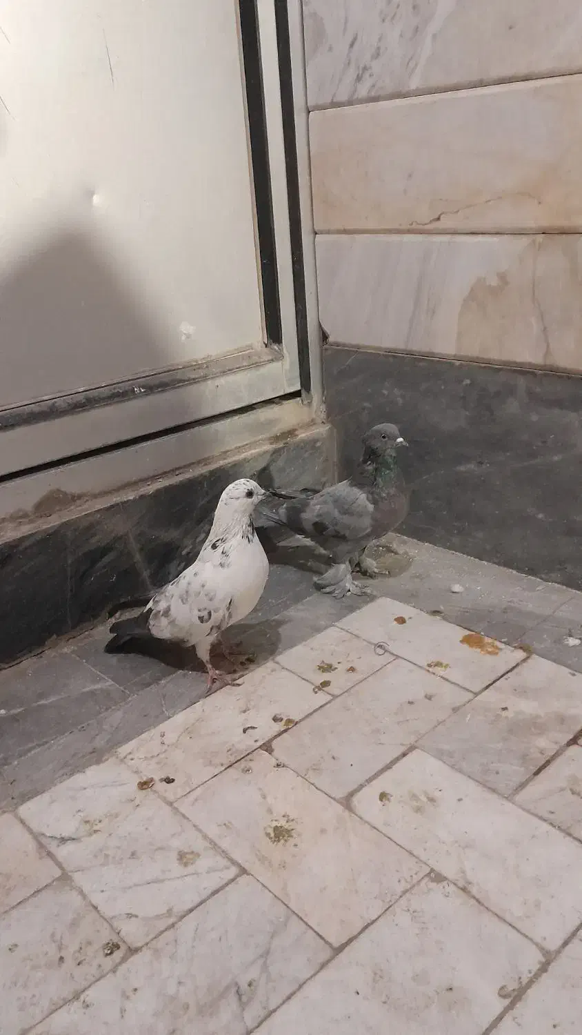 کفتر یاکبوتر|پرنده|قم, ولیعصر|دیوار