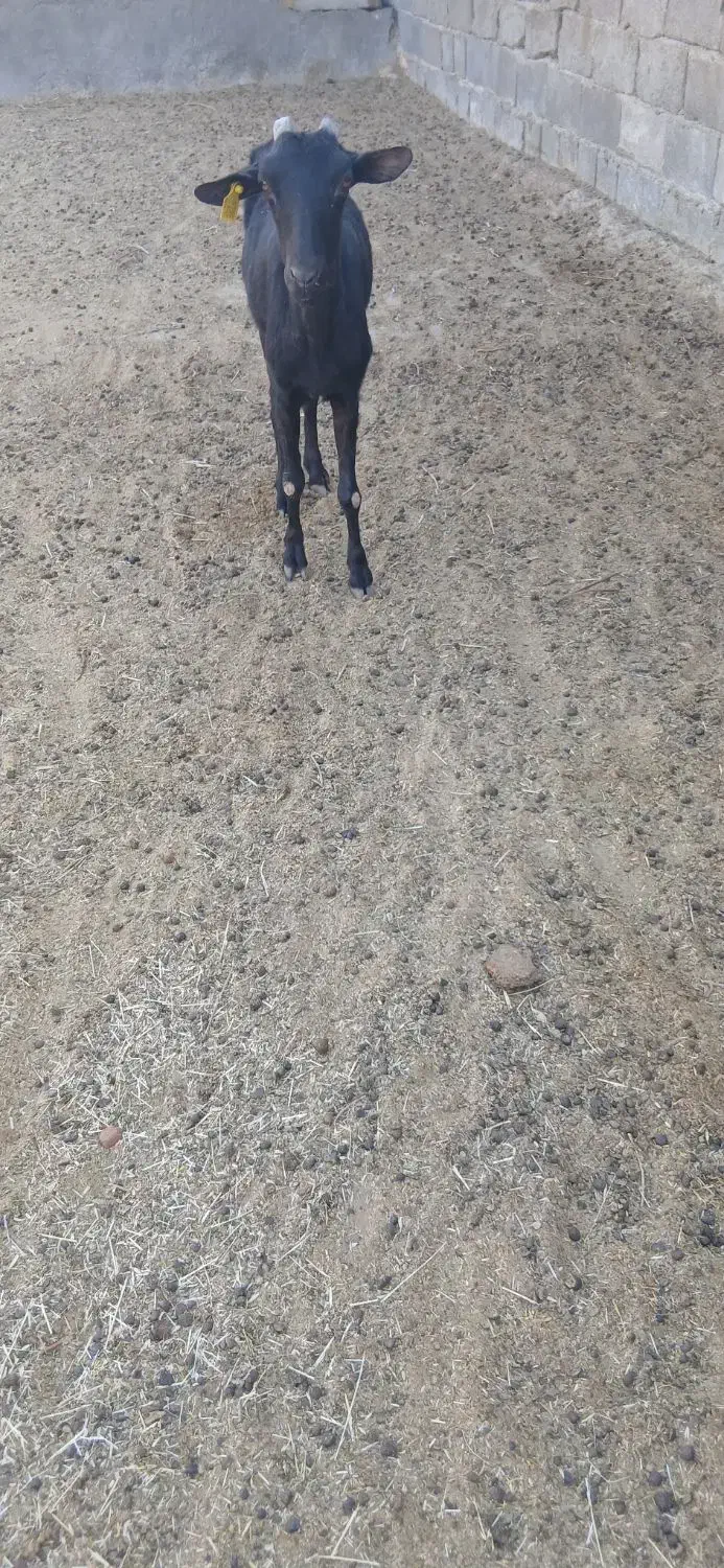 بز مورسیا آبستن ۴ماه|حیوانات مزرعه|مهریز, |دیوار