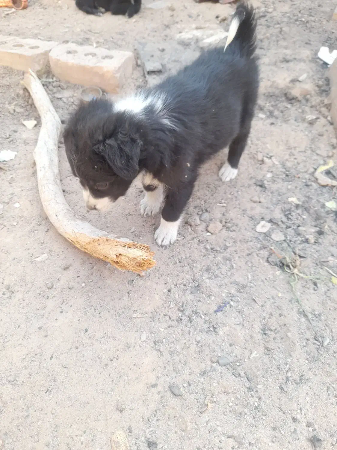 پاپی آماده فروش|سگ|تربت جام, خیرآباد|دیوار