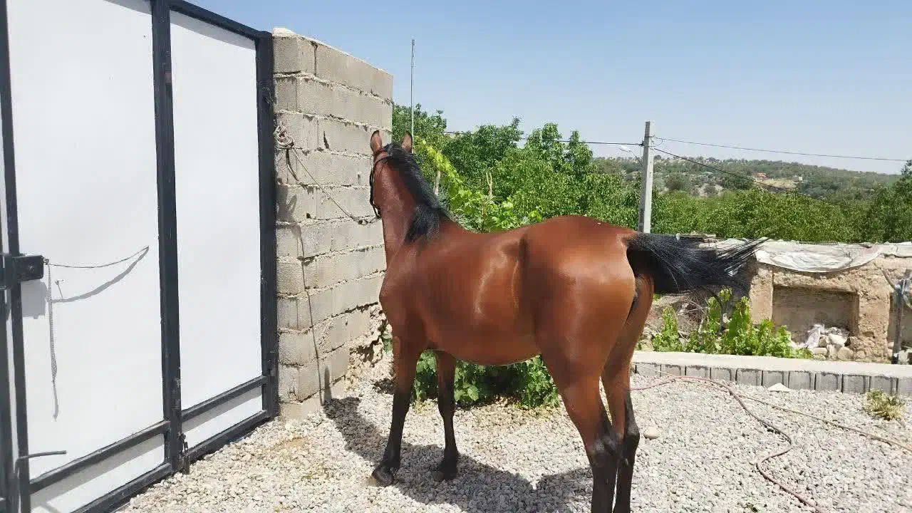 اسب معاوضه|اسب و تجهیزات اسبسواری|سیسخت, |دیوار