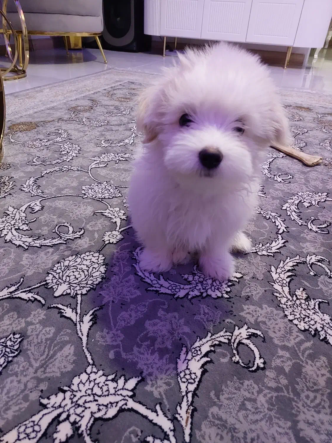 شیتزو کراس 5ماهه|سگ|تهران, استاد معین|دیوار