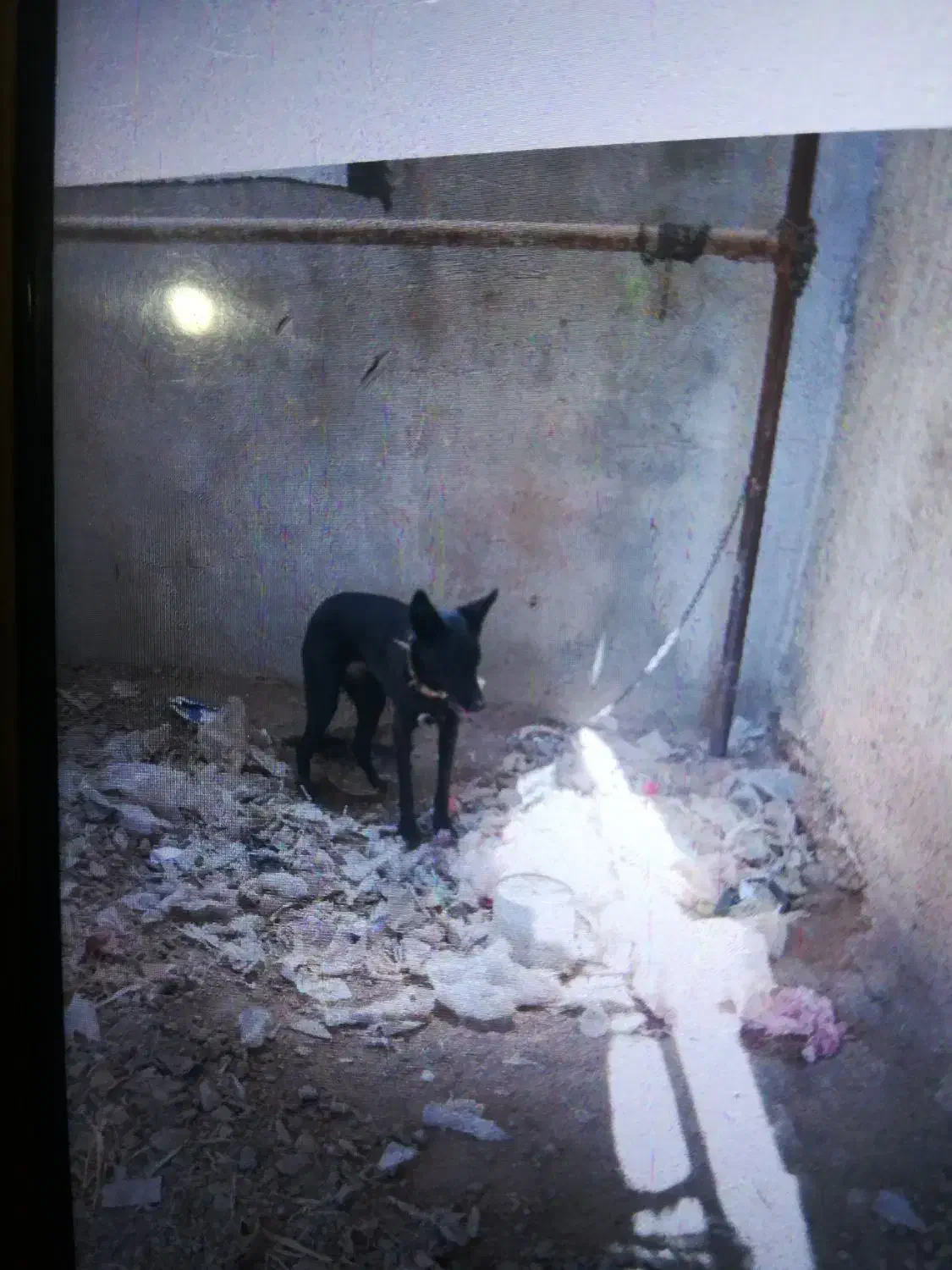 سگ ژرمن|سگ|کازرون, |دیوار