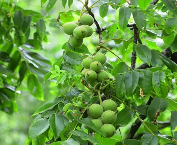 نهالستان قطب صنوبر در غرب کشور تظمینی درجه یک|خدمات باغبانی و درختکاری|مهاباد (آذربایجان غربی), |دیوار