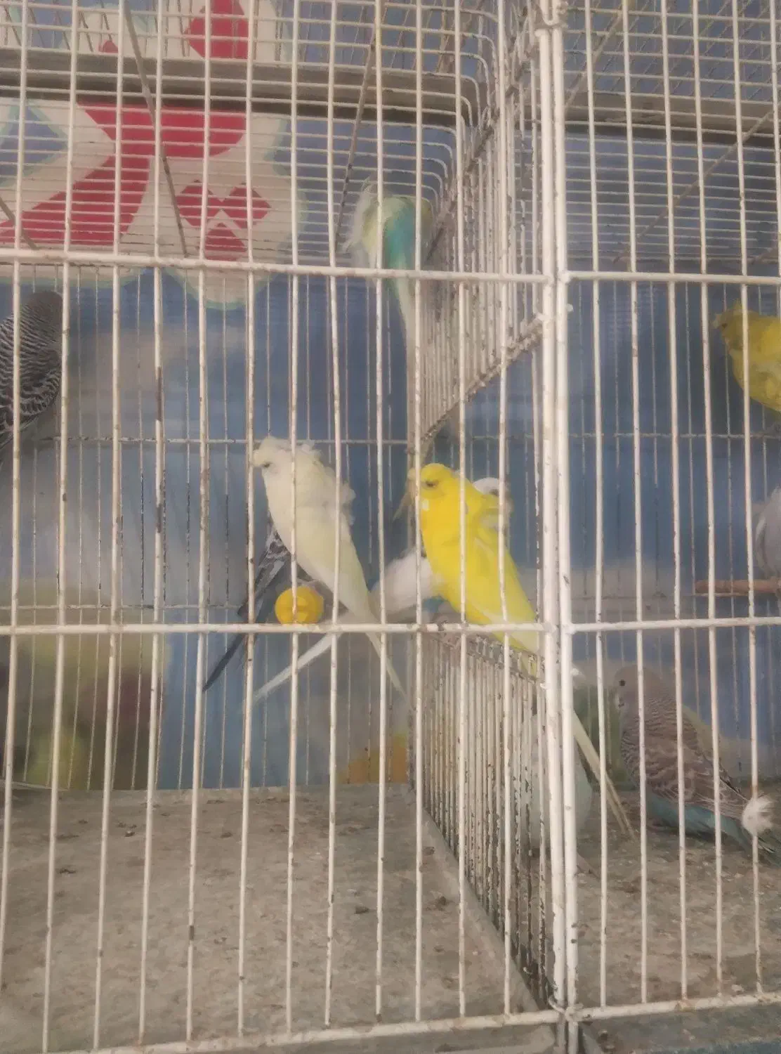 کلکسیونی بینظیرازدنیای مرغ عشق  آیهان|پرنده|خوی, |دیوار