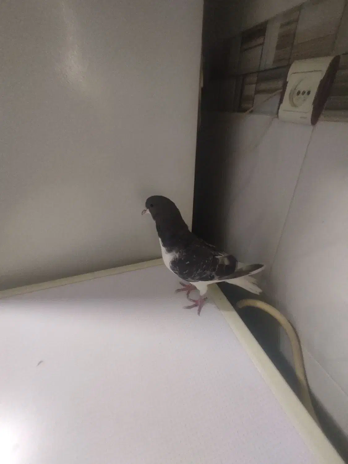 جوجه چپ کوهی|پرنده|شیراز, شیخ علی چوپان|دیوار