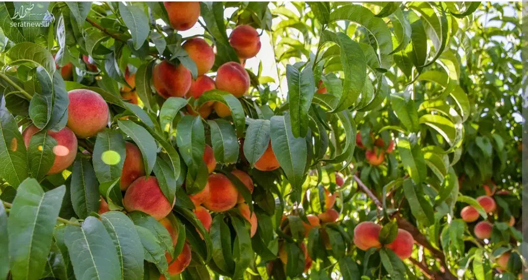 فروش باغ شبسترکافی الملک|فروش دفتر صنعتی، کشاورزی، تجاری|تبریز, |دیوار