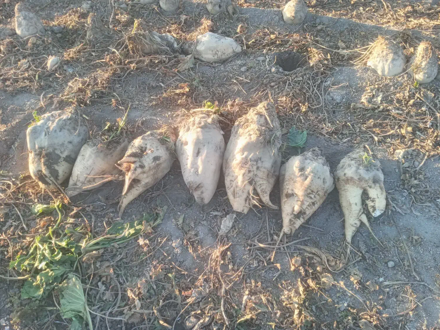 چغندر|عمده‌فروشی|اصفهان, نقش جهان|دیوار