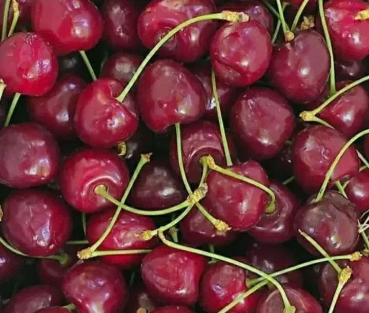 نهال گیلاس وآلو|خدمات باغبانی و درختکاری|سنندج, |دیوار