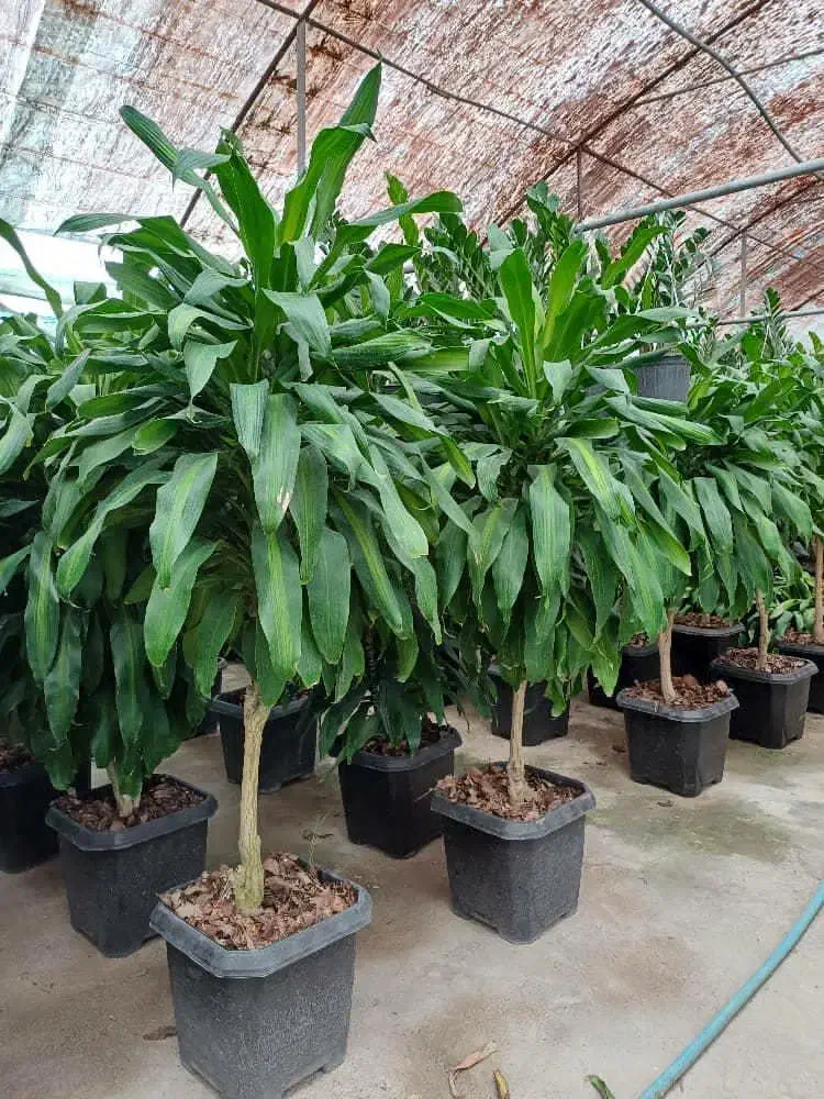 نیازمند به همکار خانم|استخدام خدمات فروشگاه و رستوران|کرمان, |دیوار