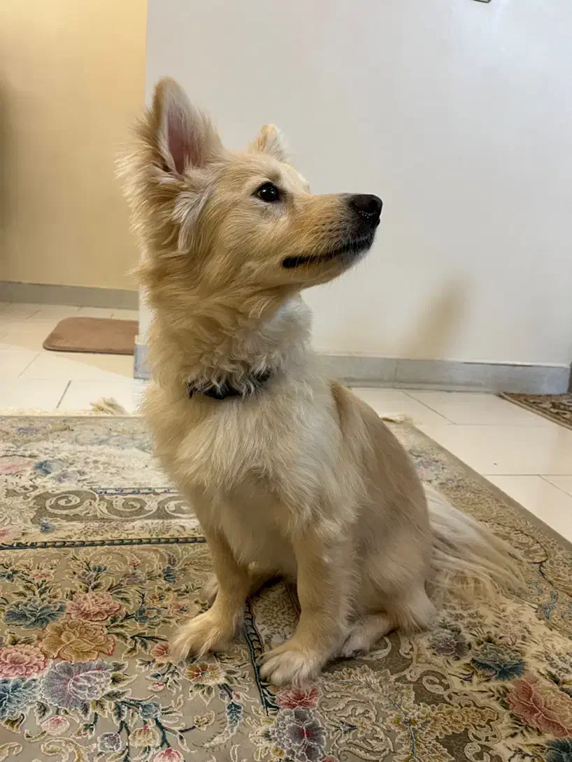 واگذاری رایگان|سگ|تهران, اوقاف|دیوار