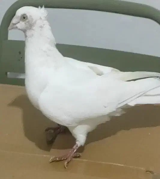 کبوتر رنگی|پرنده|قزوین, |دیوار