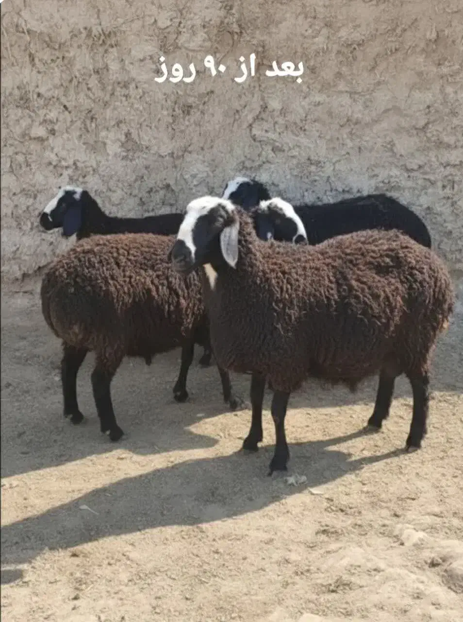 رشد سریع بره پرواری و مقاوم شدن سلامت دام|حیوانات مزرعه|اصفهان, باتون|دیوار