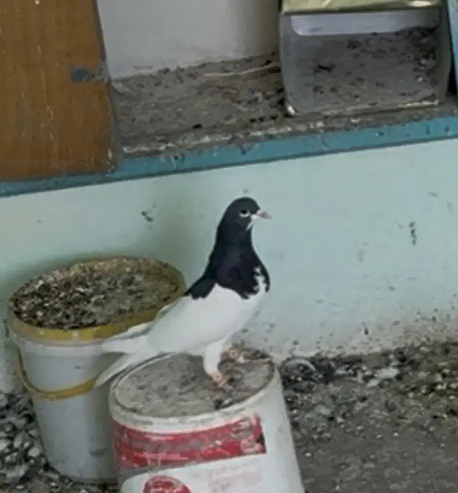 یال سیاه|پرنده|شیراز, بازار|دیوار