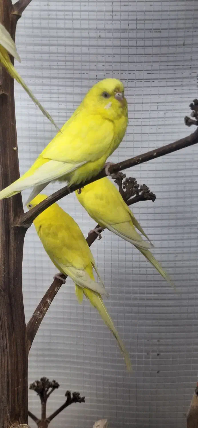 مرغ عشق هلندی|پرنده|میناب, |دیوار